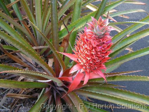 Ornamental pineapple 